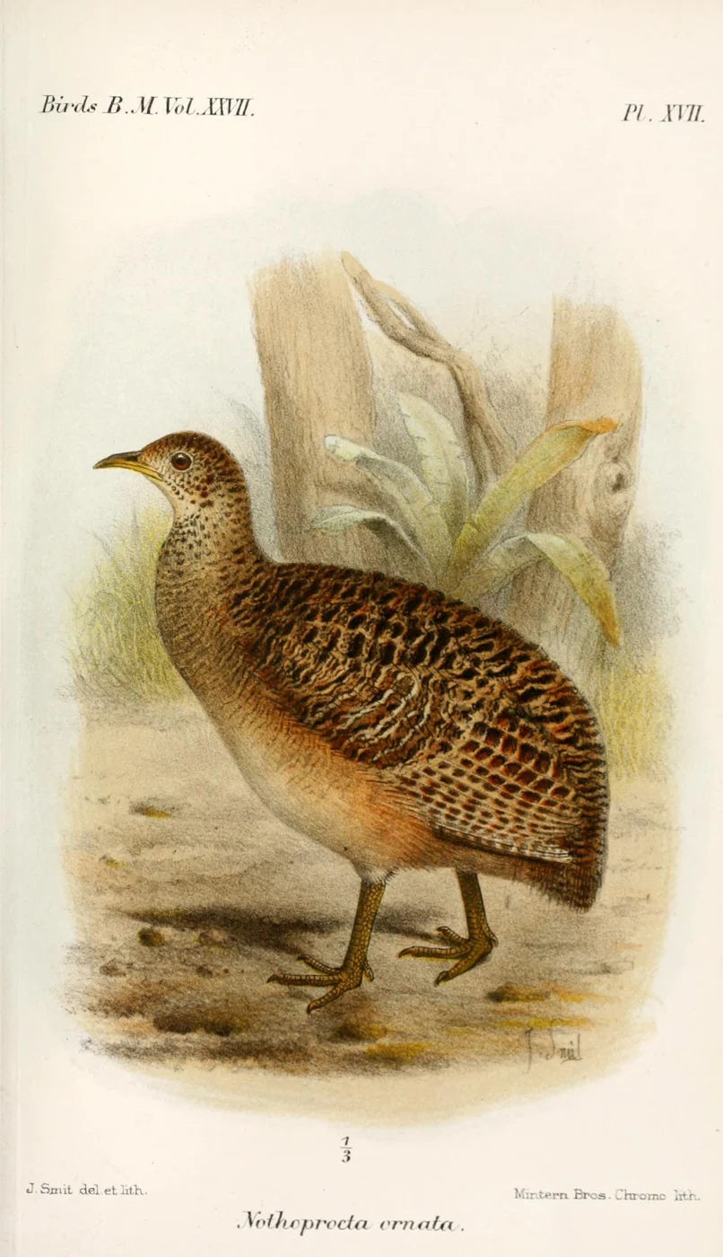 Ornate Tinamou