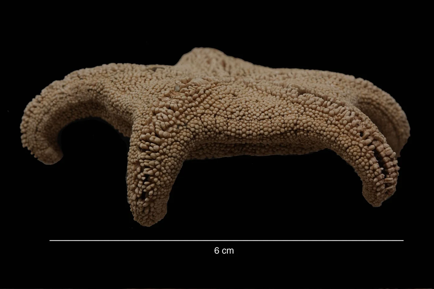 Notioceramus anomalus