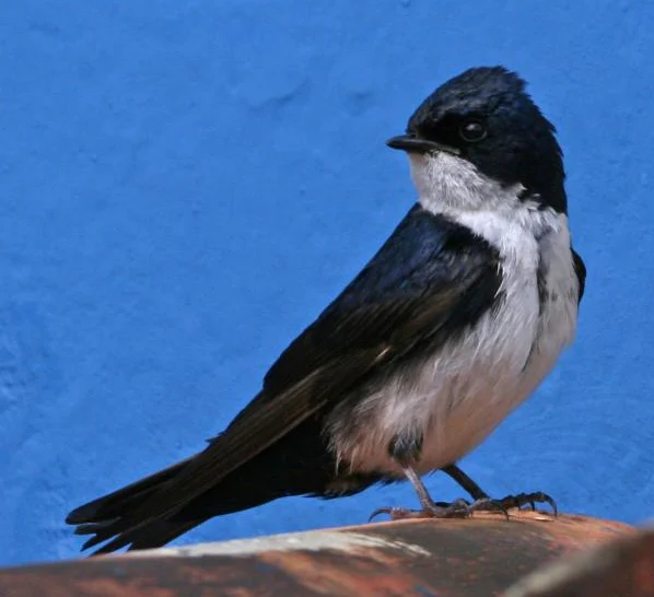 blue-and-white swallow