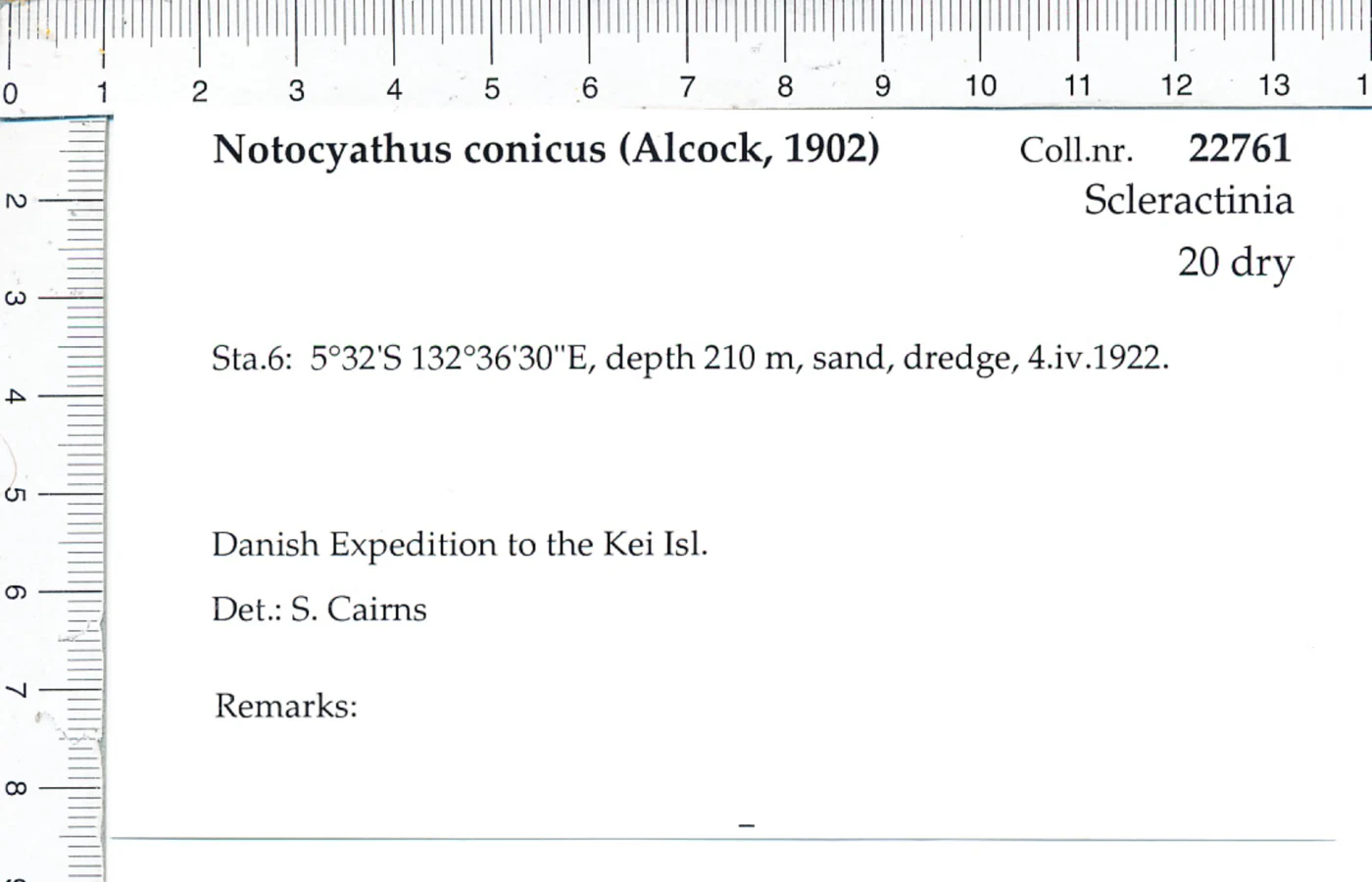 Notocyathus conicus