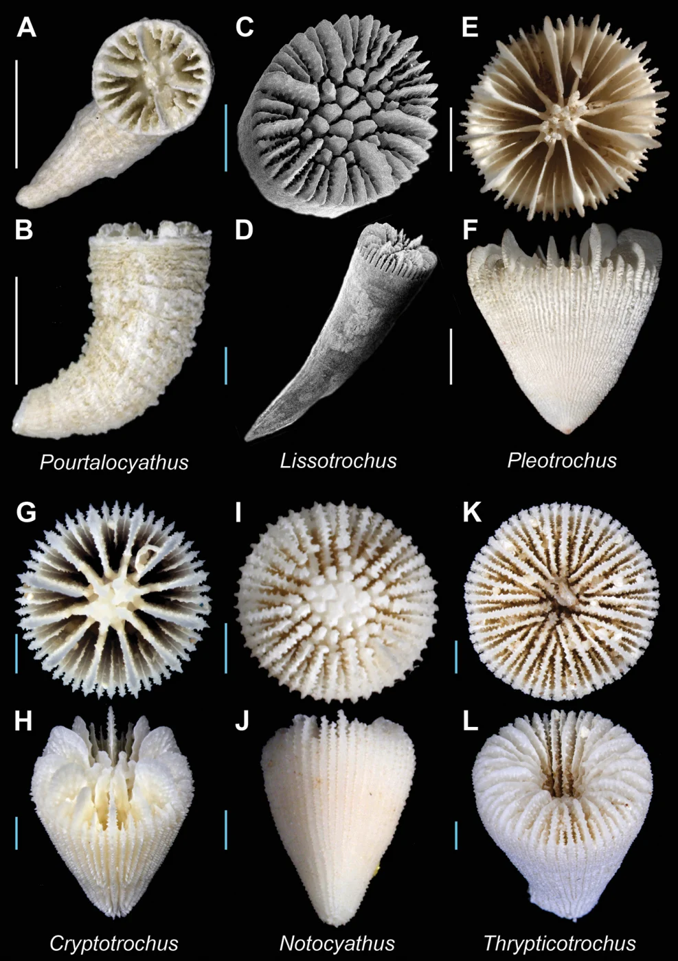Notocyathus venustus