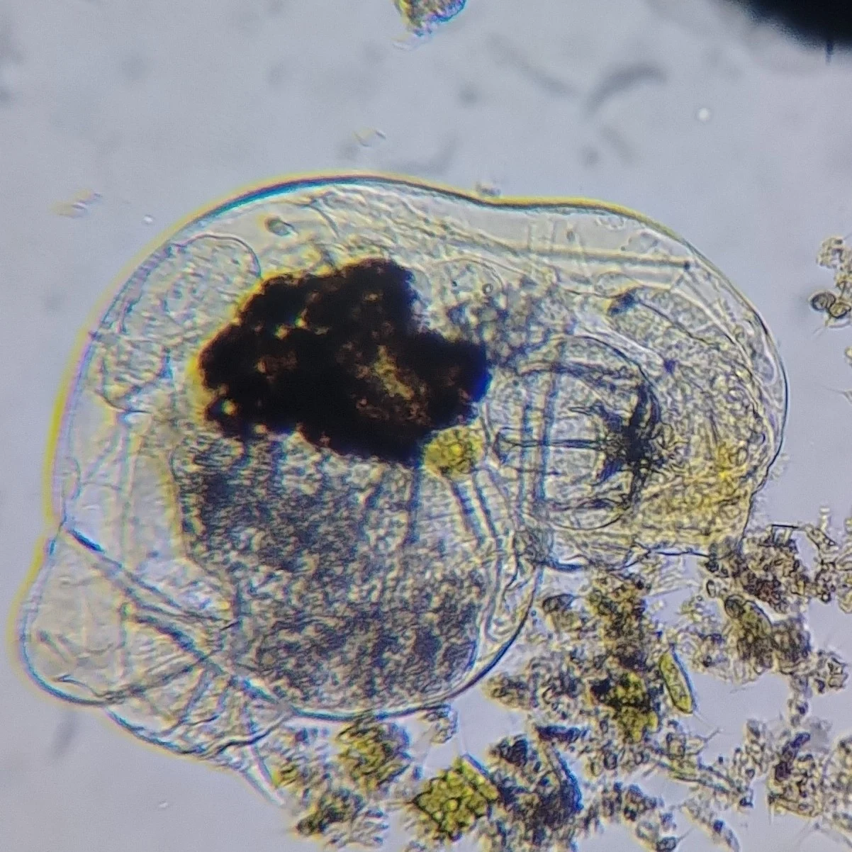 Notommata allantois