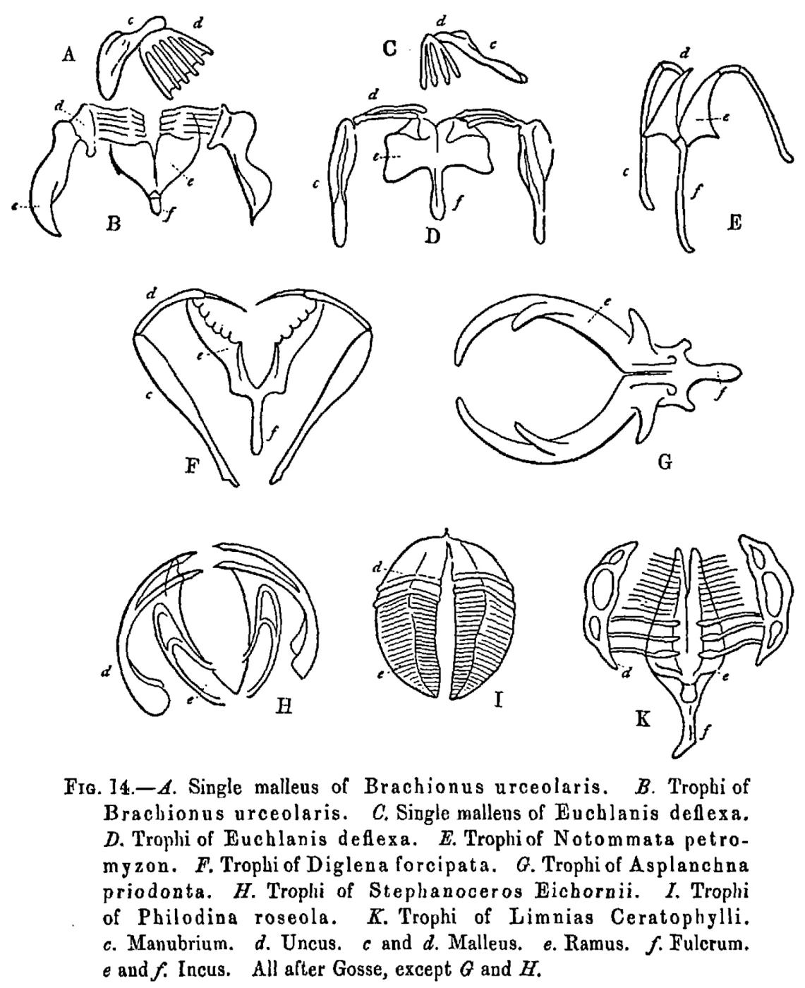 Notommata doneta