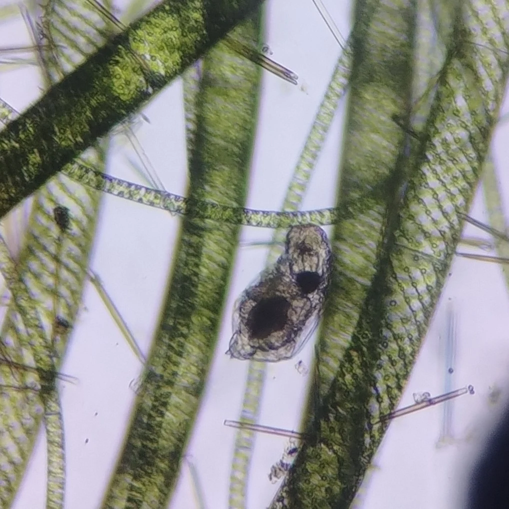 Notommata glyphura