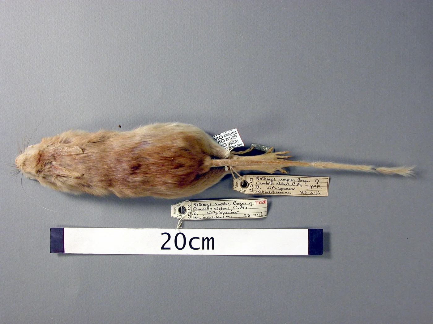 Short-tailed Hopping Mouse