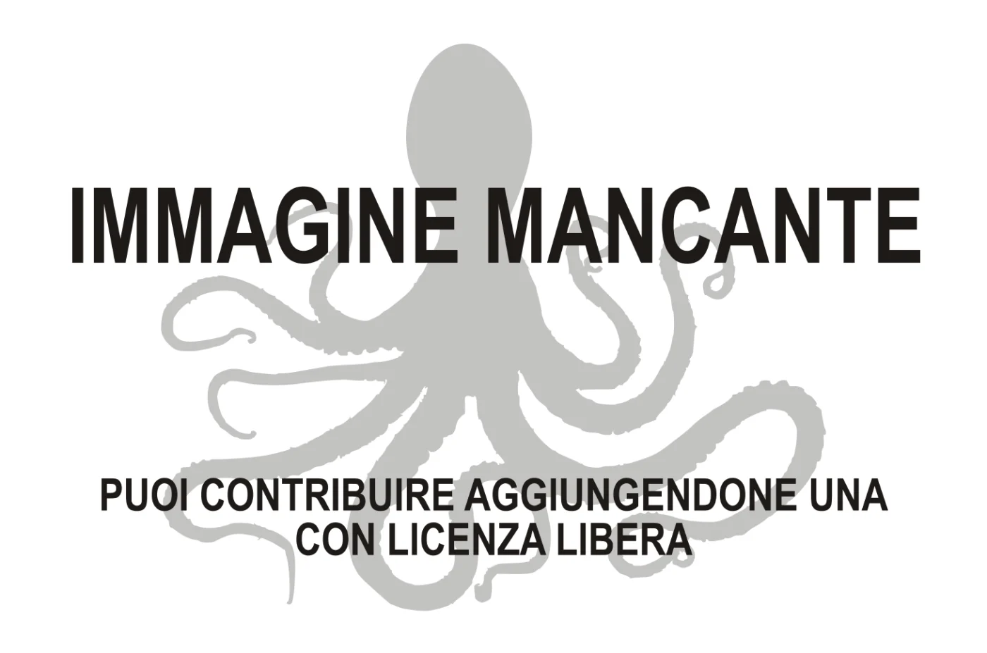 Nototeuthis dimegacotyle