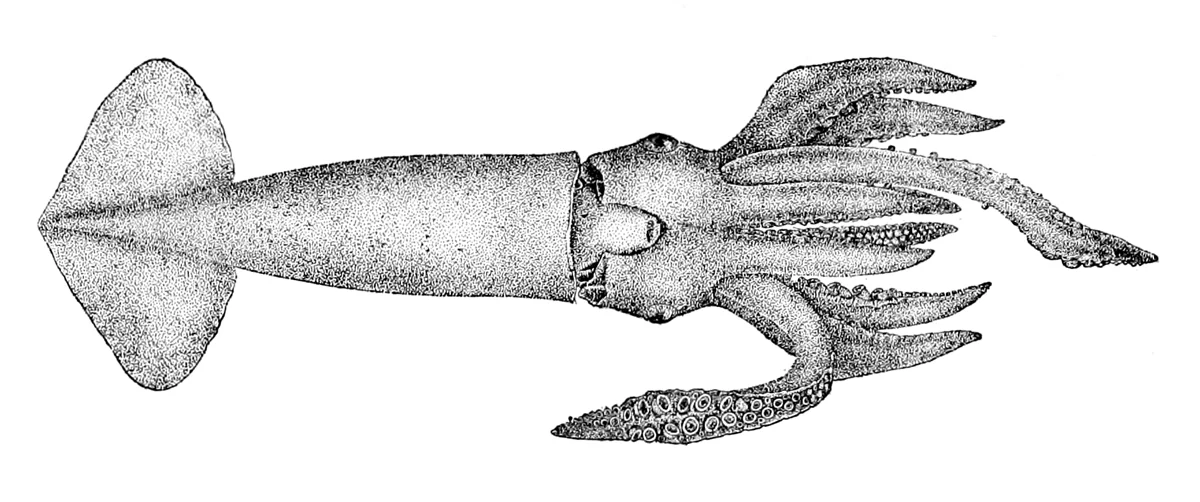 Hawaiian flying squid