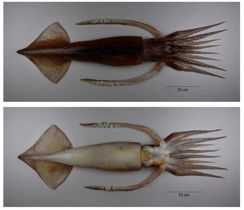 New Zealand arrow squid