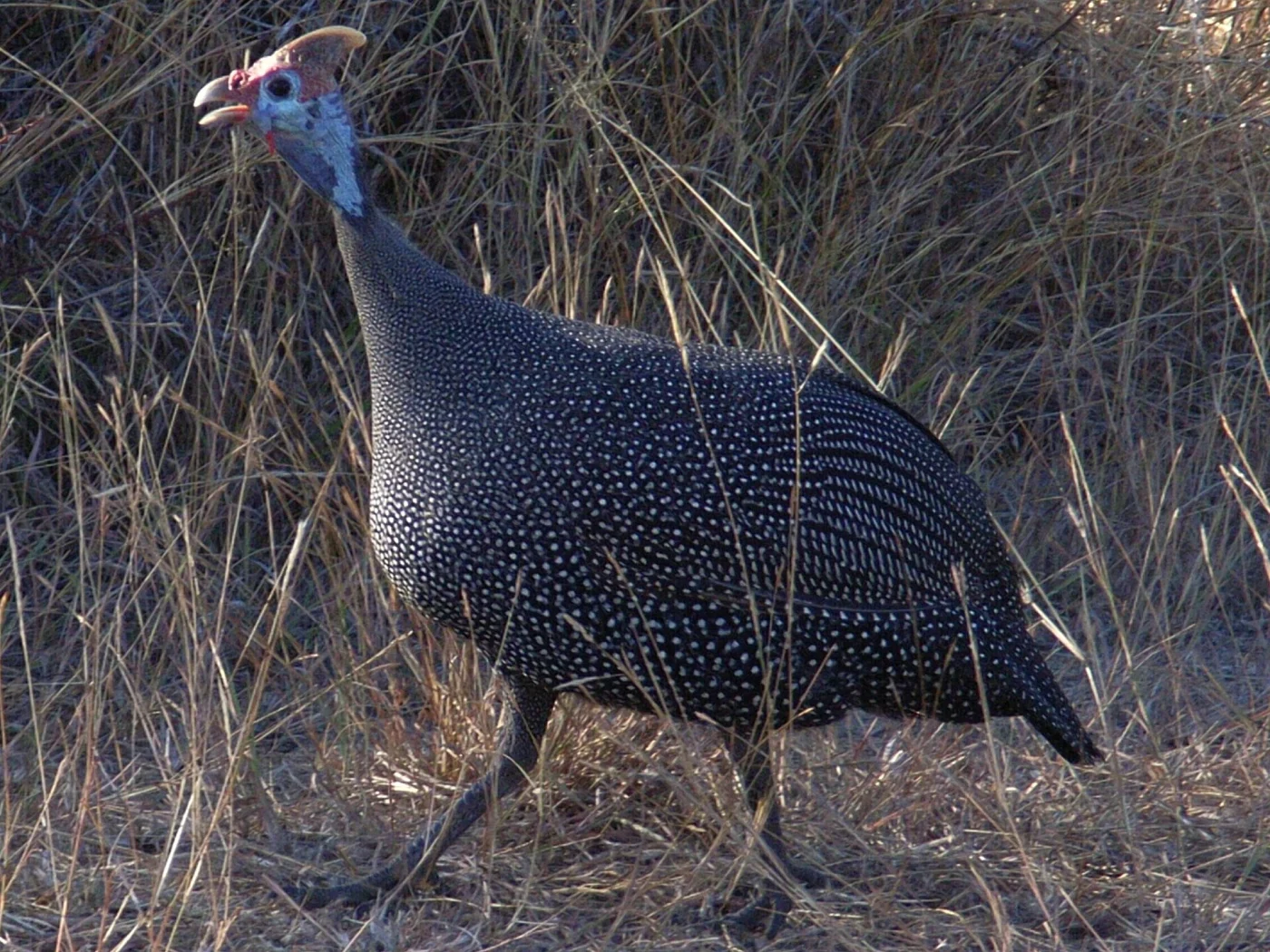 Crowned Guinea-fowl