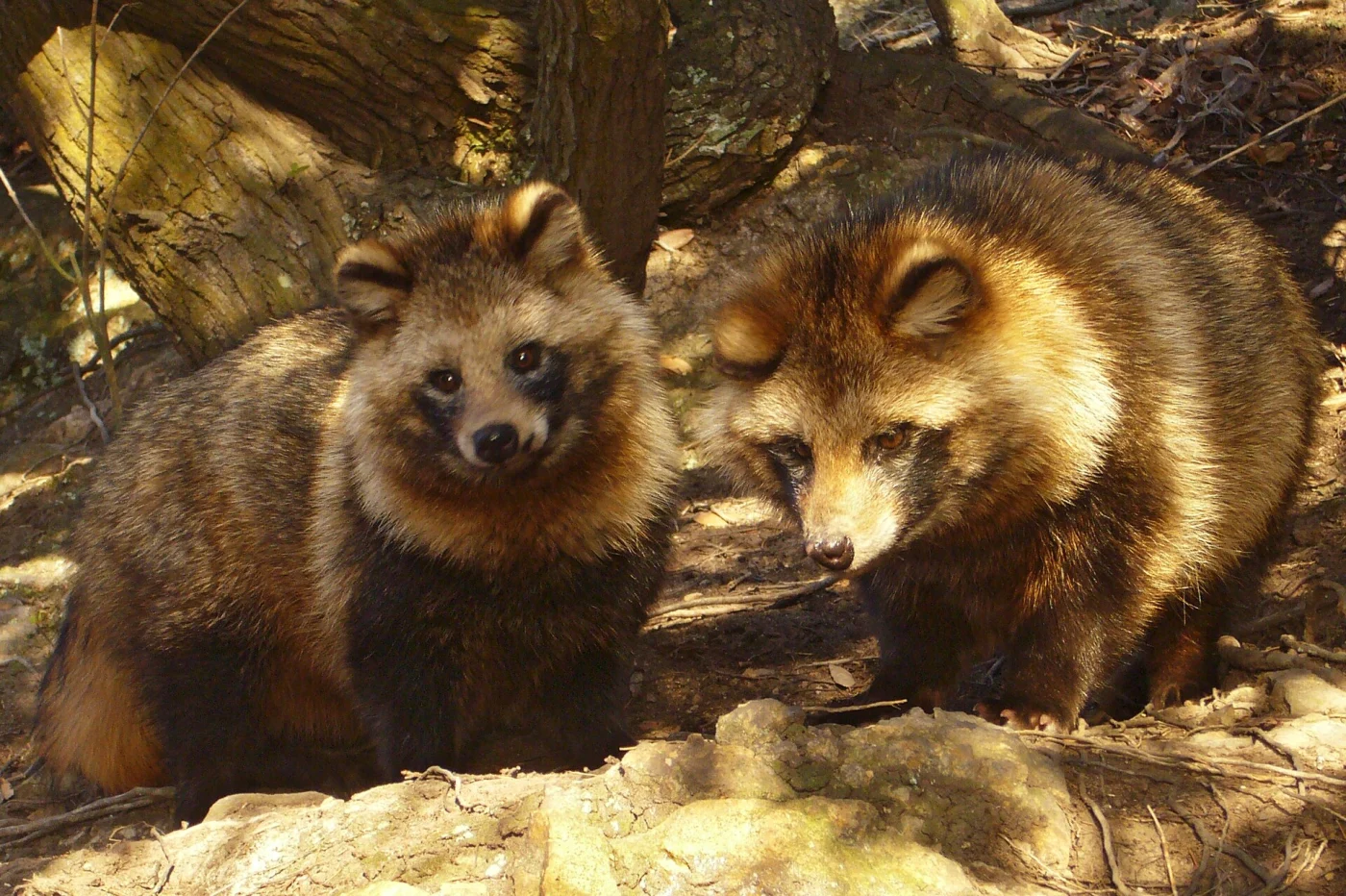 Asian Raccoon