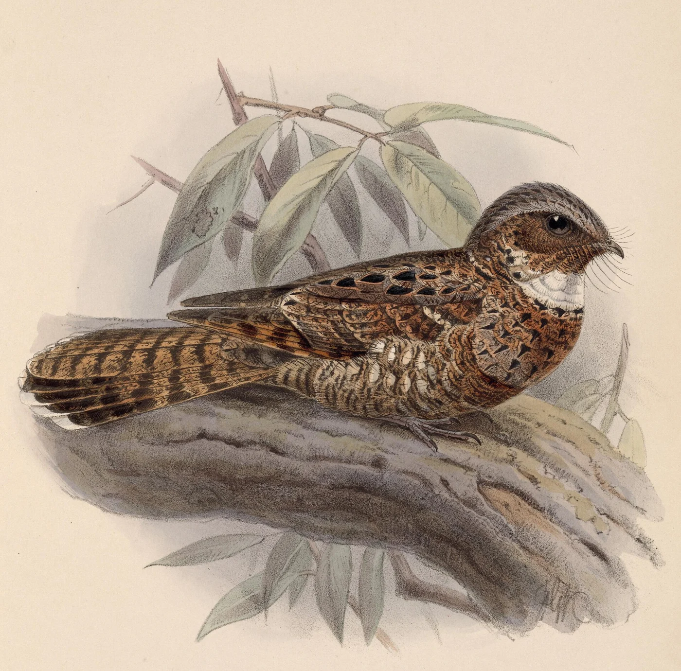 Yucatan Poorwill