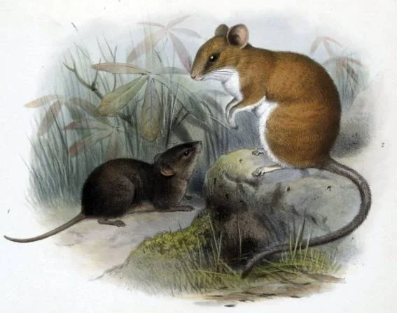 Sumichrast s Vesper Rat