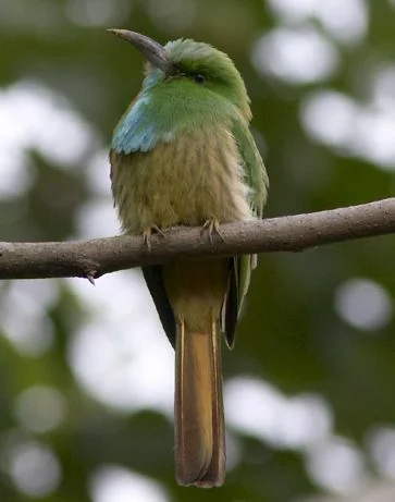 Red-bearded Bee-eater