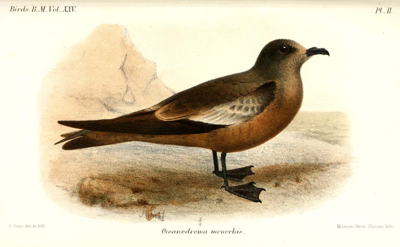 Swinhoe' storm-petrel