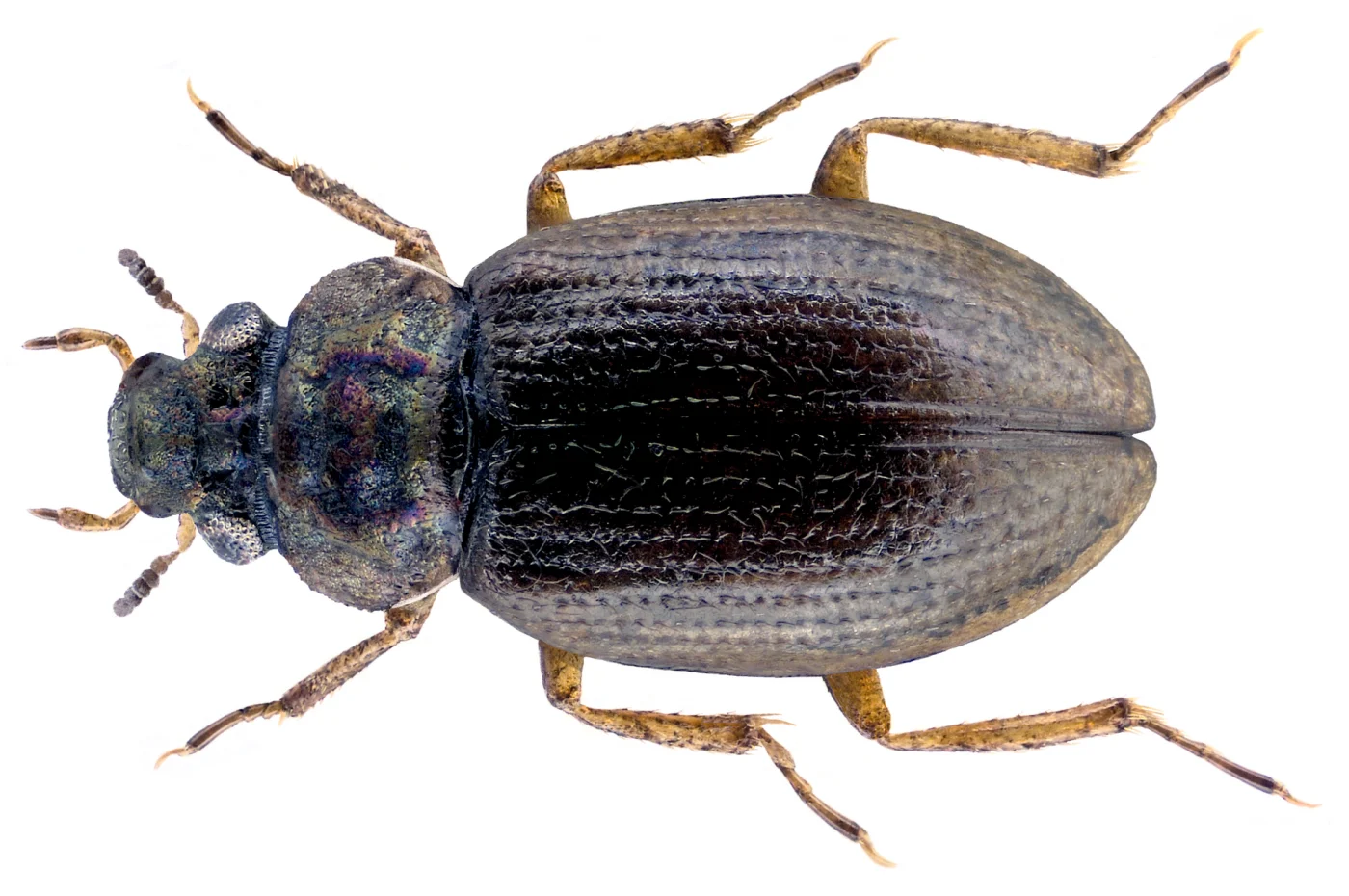 marine moss beetle
