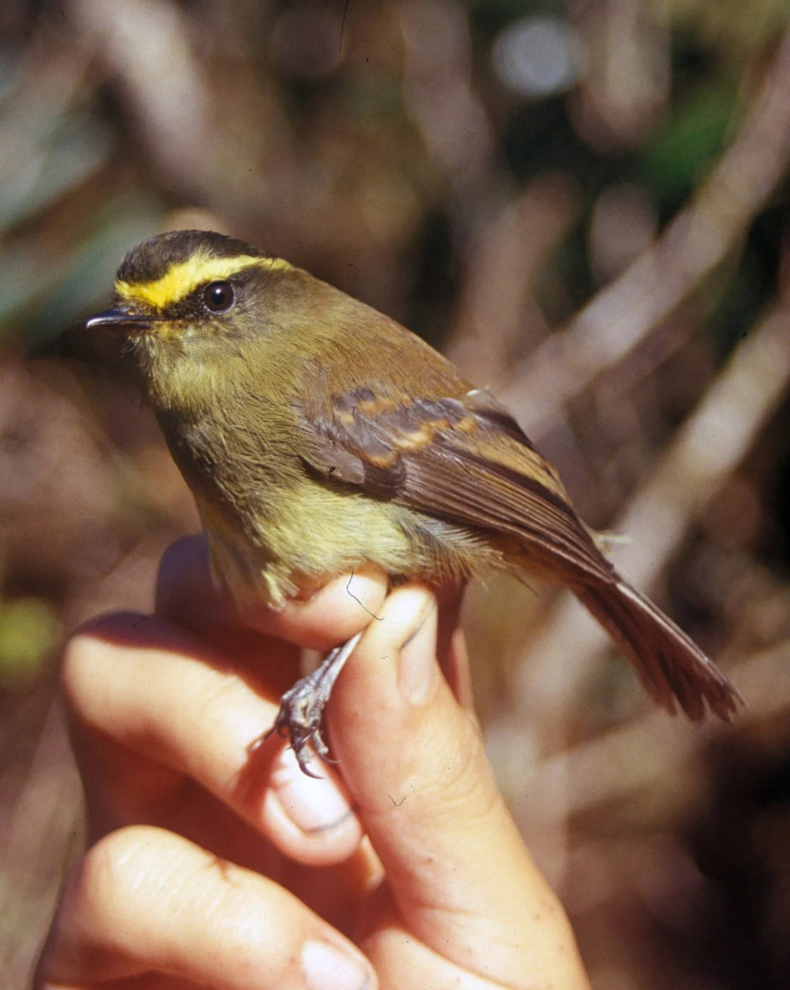 Yellow-bellied Chat-Tyrant