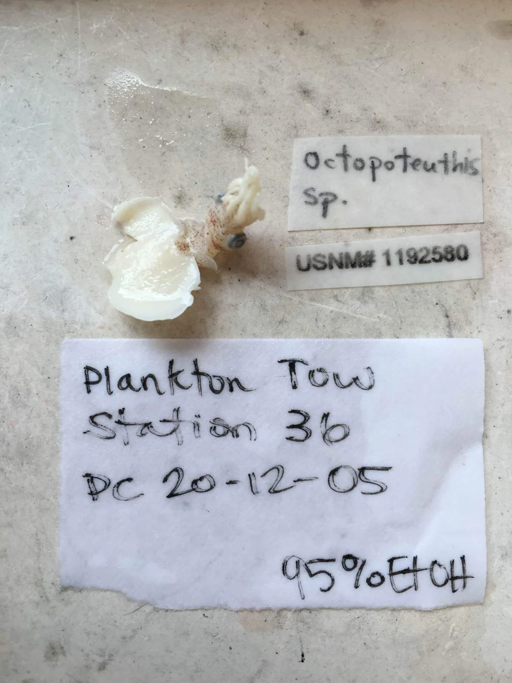Octopoteuthis megaptera