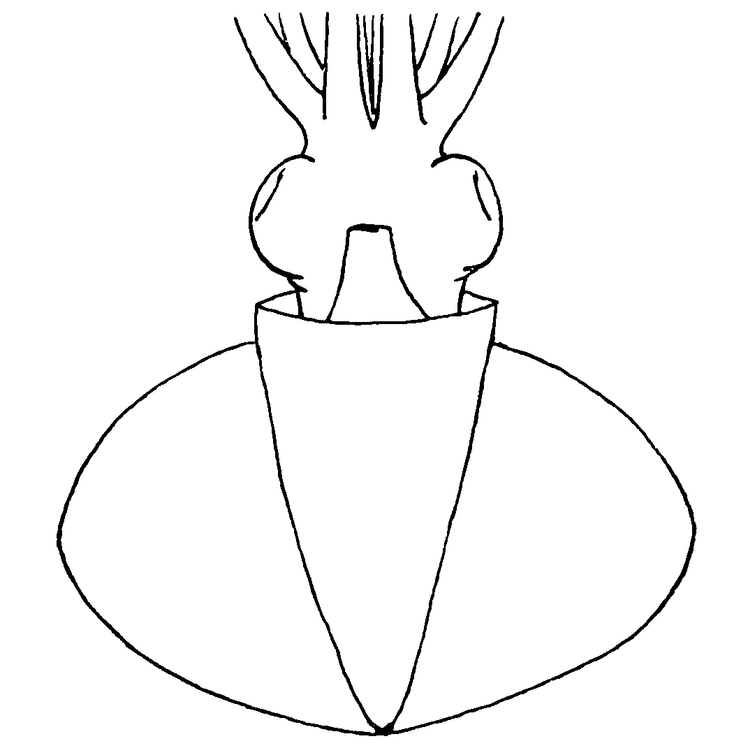 Octopoteuthis nielseni