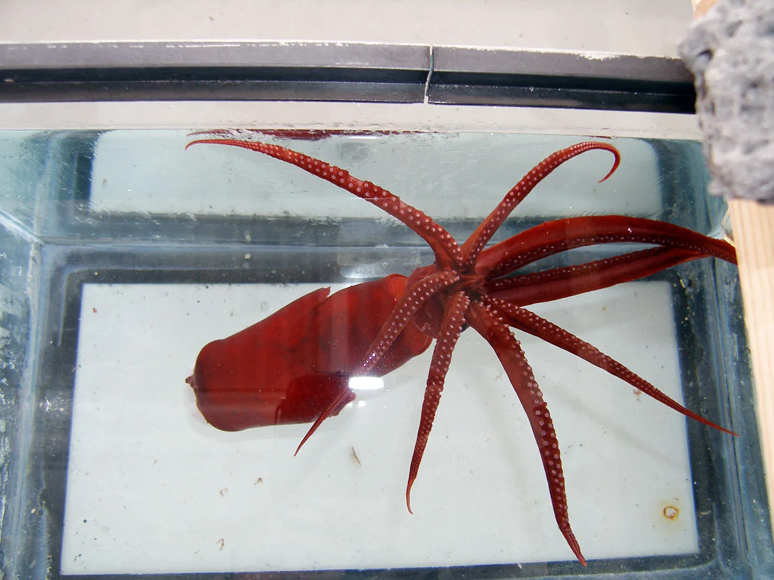 Octopoteuthis rugosa