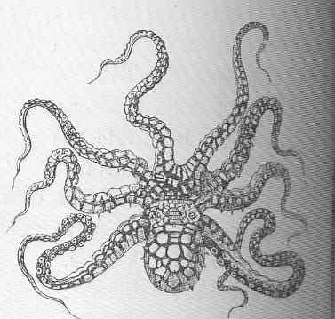 Octopus argus
