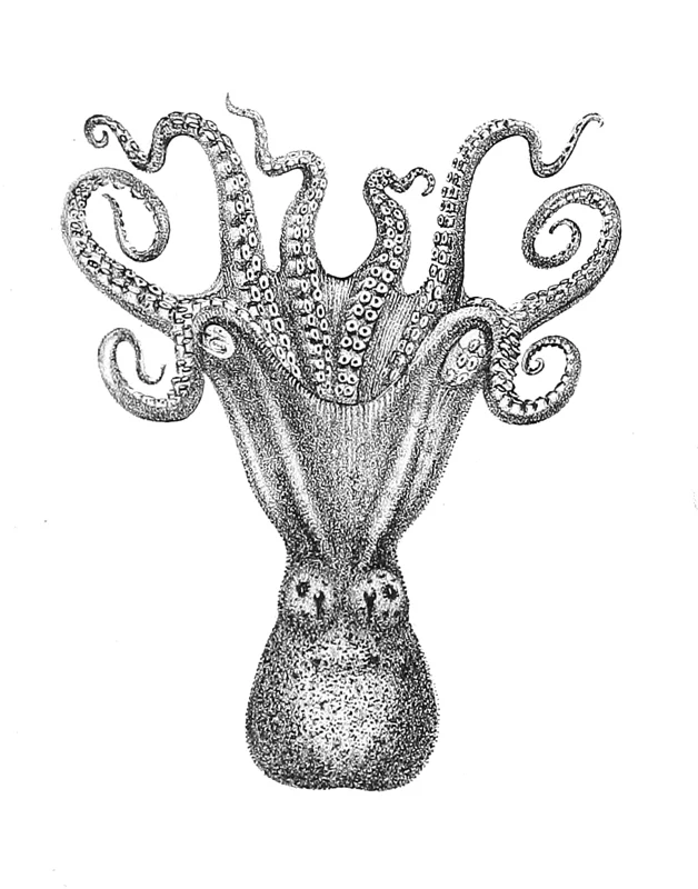 Hammer Octopus