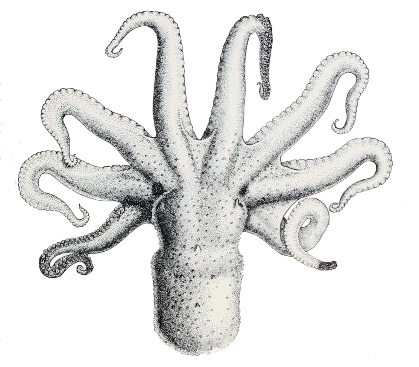 California two-spot octopus