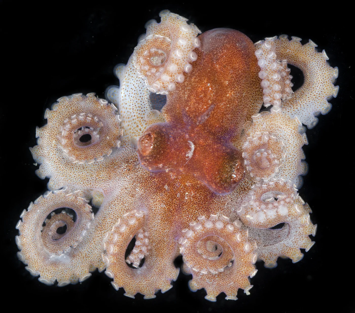 Bali Octopus