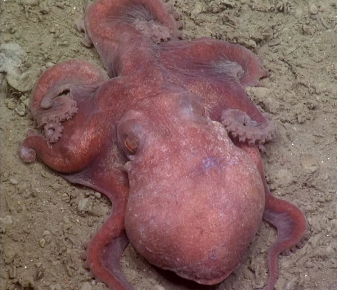California octopus