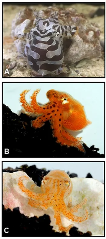 Zebra Octopus