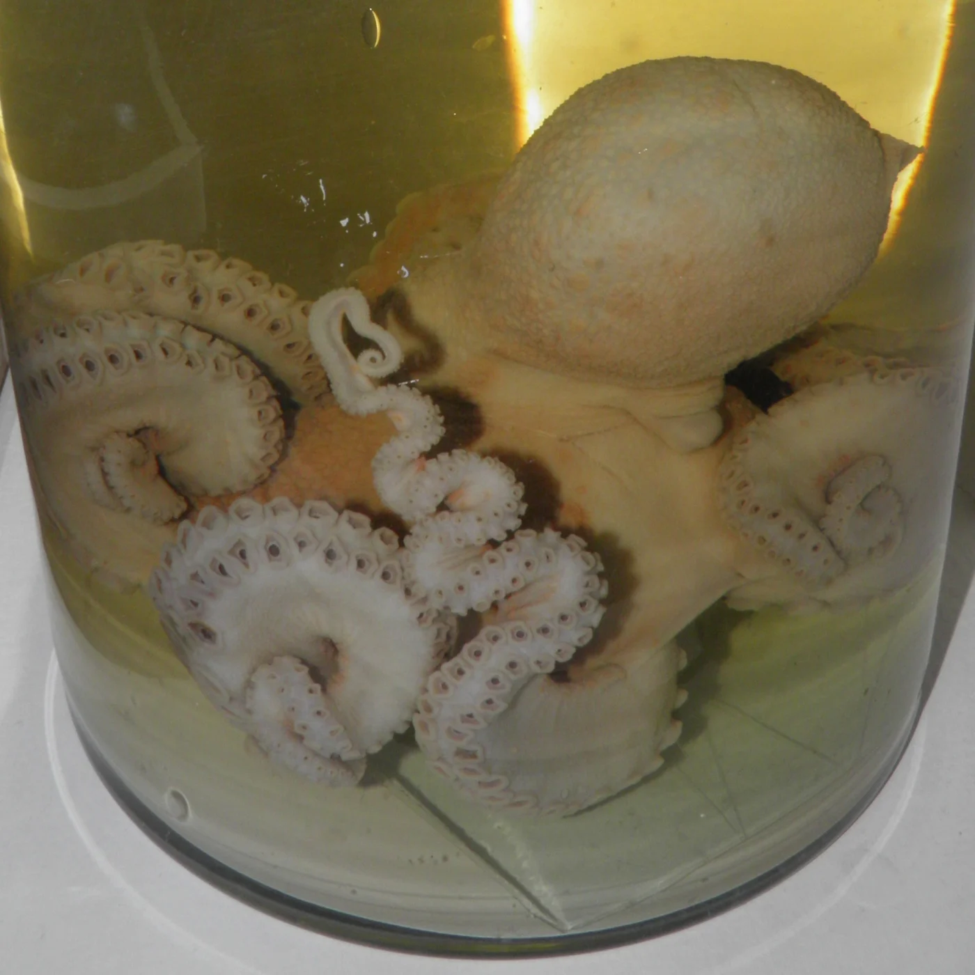 chestnut octopus