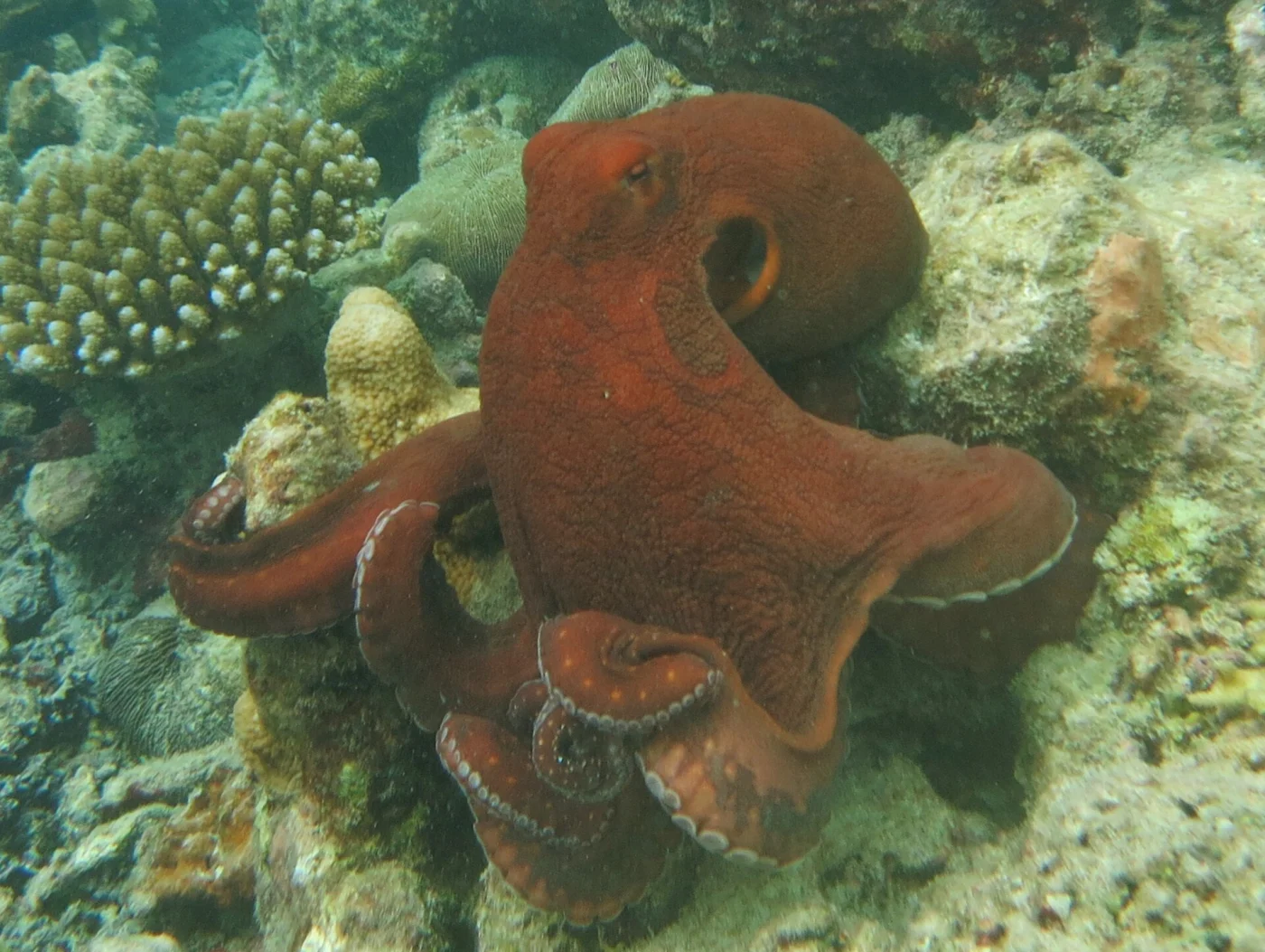 Cyane's octopus