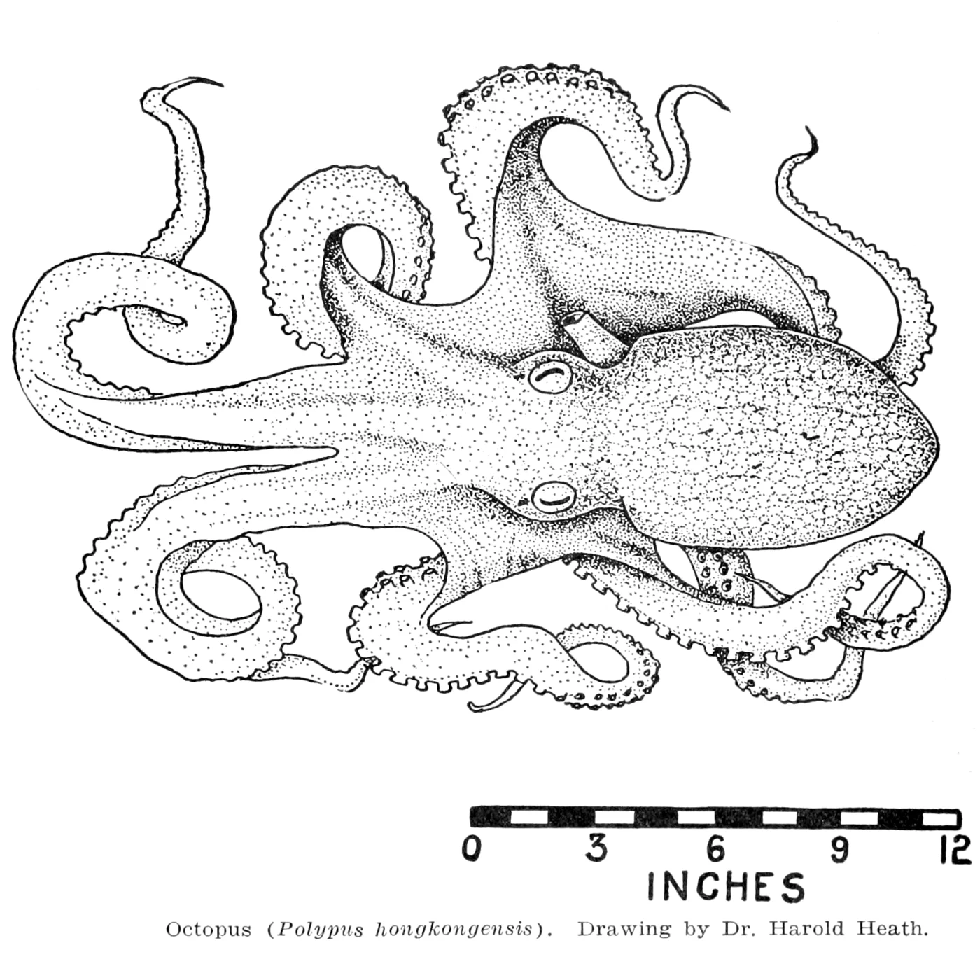Amadako Octopus
