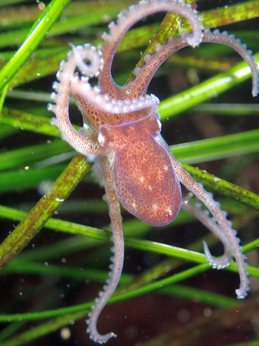 California Lilliput Octopus