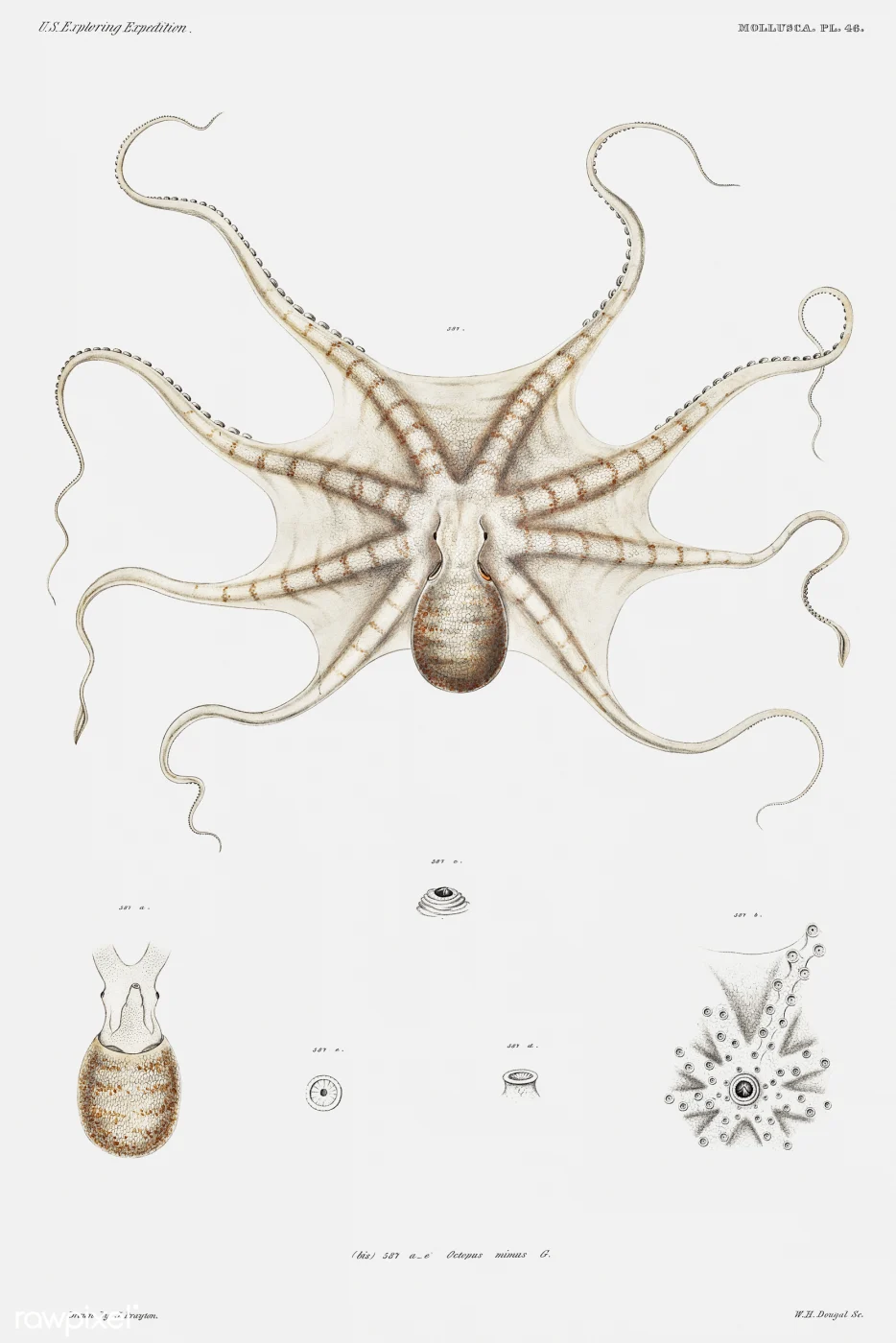 Changos Octopus