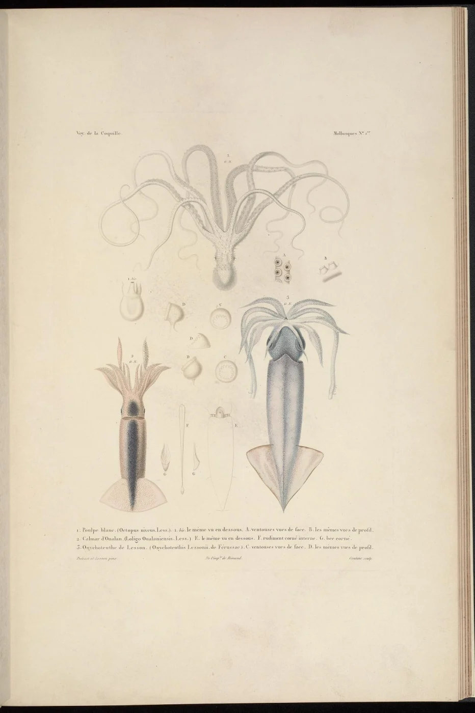 Octopus niveus