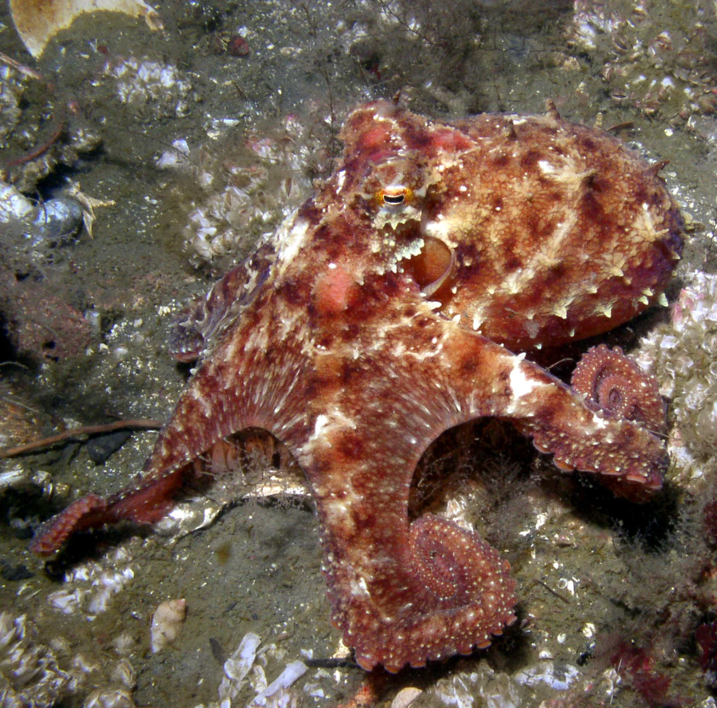 East Pacific red octopus