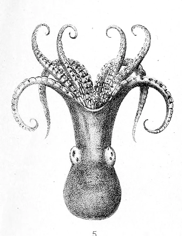 Frilled Pygmy Octopus