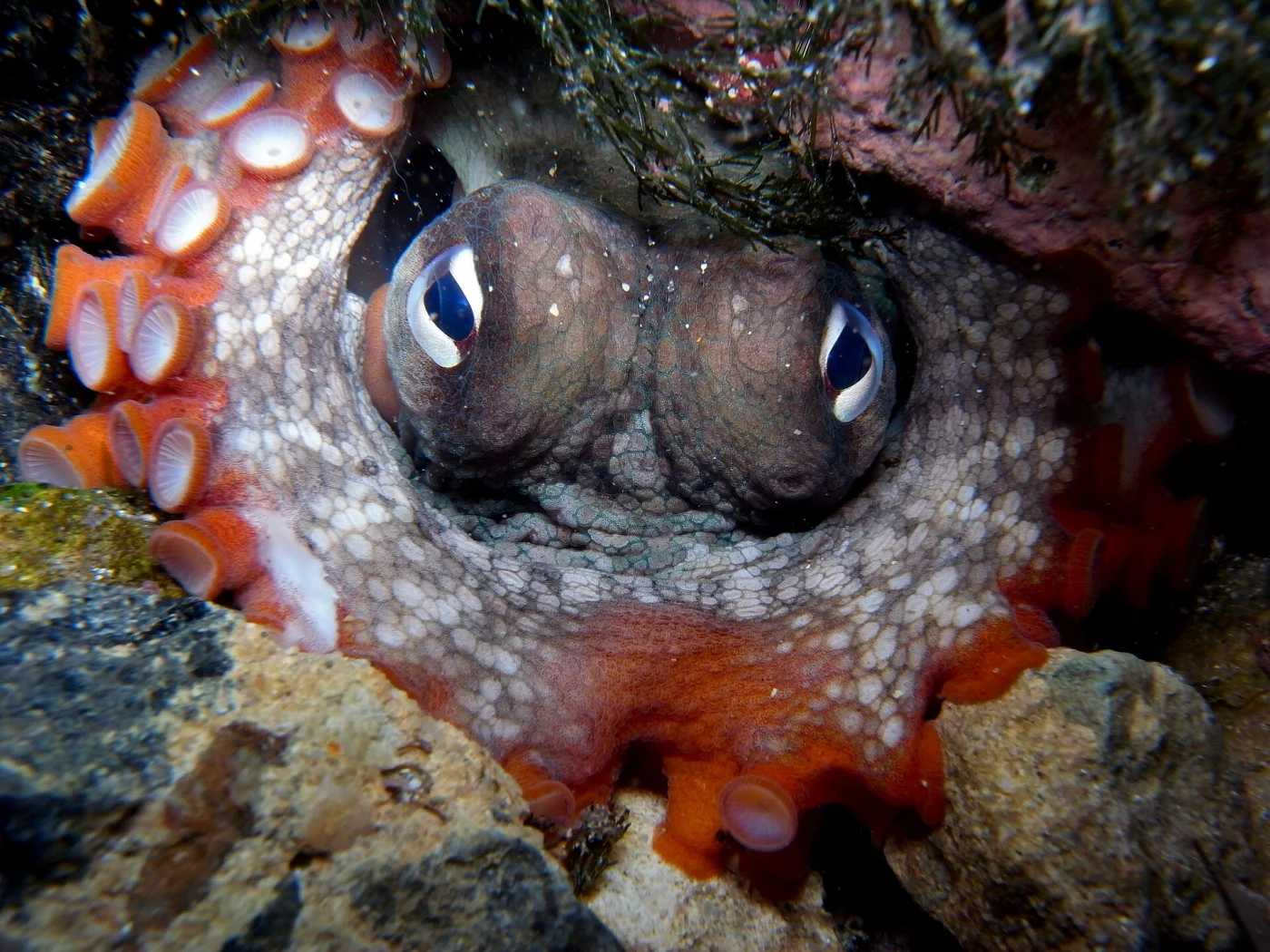 Sydney octopus