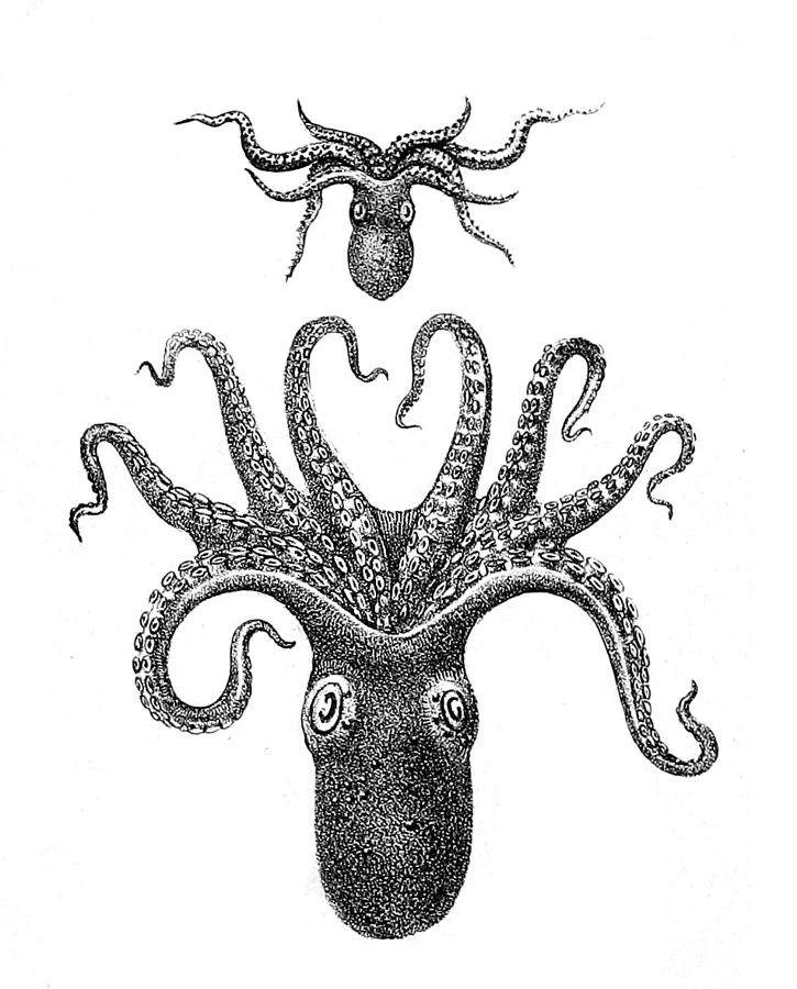 bighead octopus