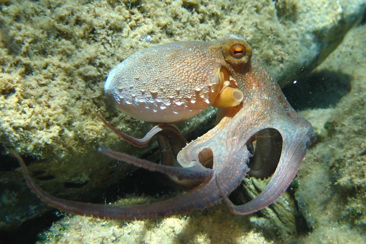 Common Octopus