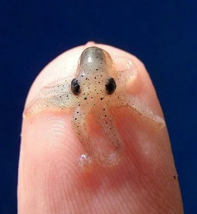 Star-sucker Pygmy Octopus