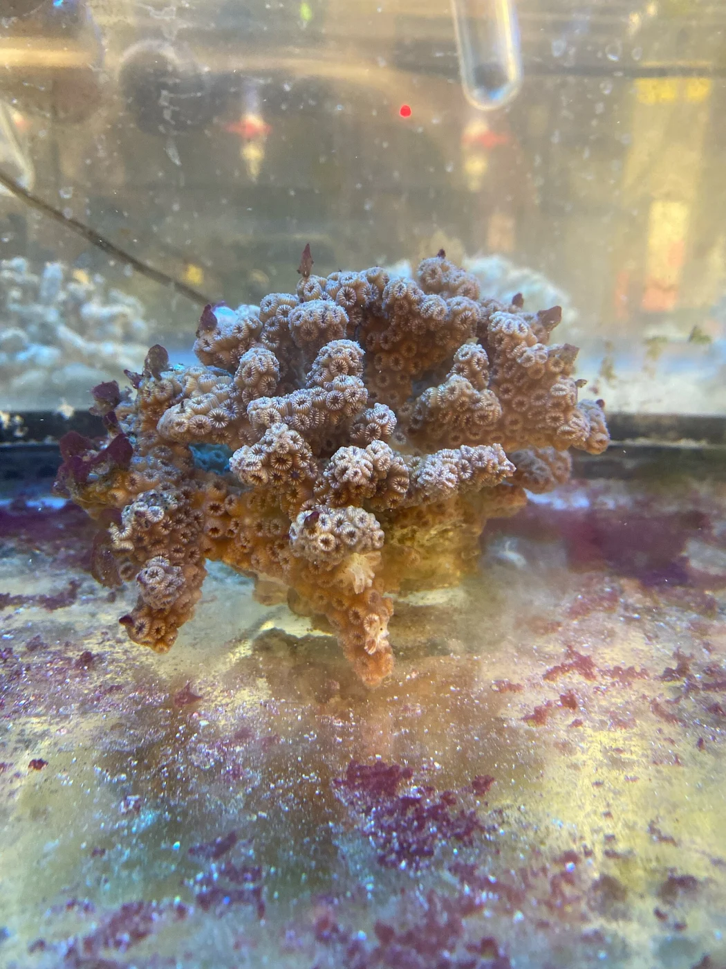 compact ivory bush coral