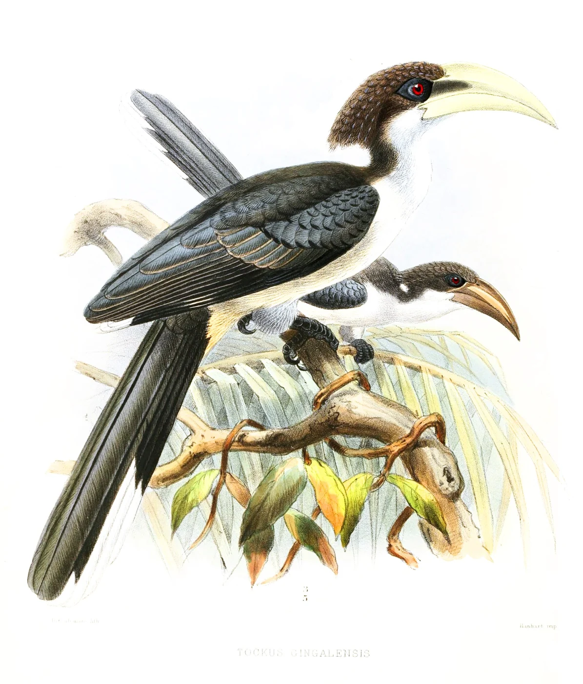 Ceylon Gray Hornbill