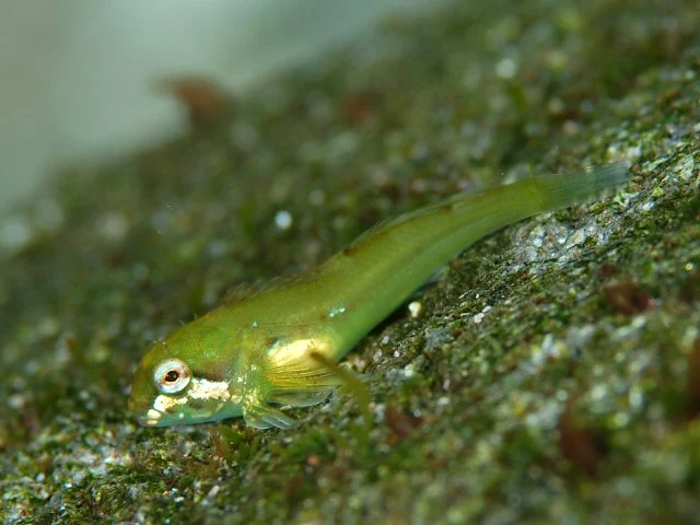 Veda sculpin