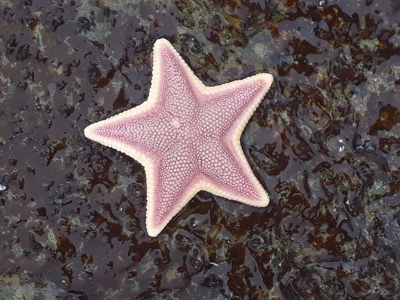 Tooth Star