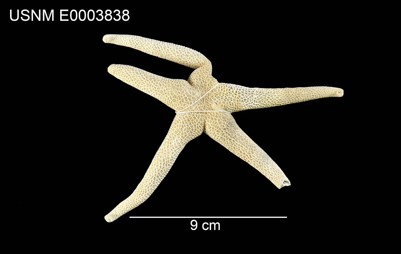 Fisher's Toothed Henricia