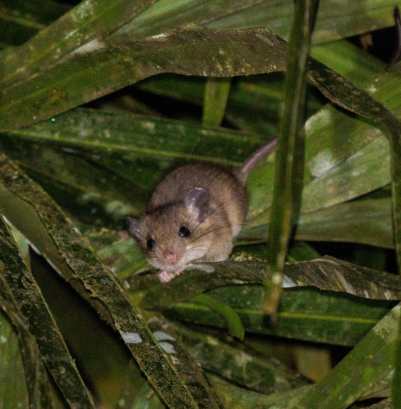 Atlantic Forest Arboreal Rice Rat