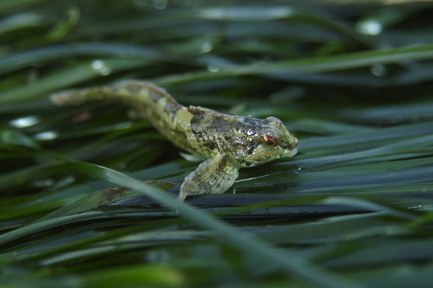 tidepool sculpin