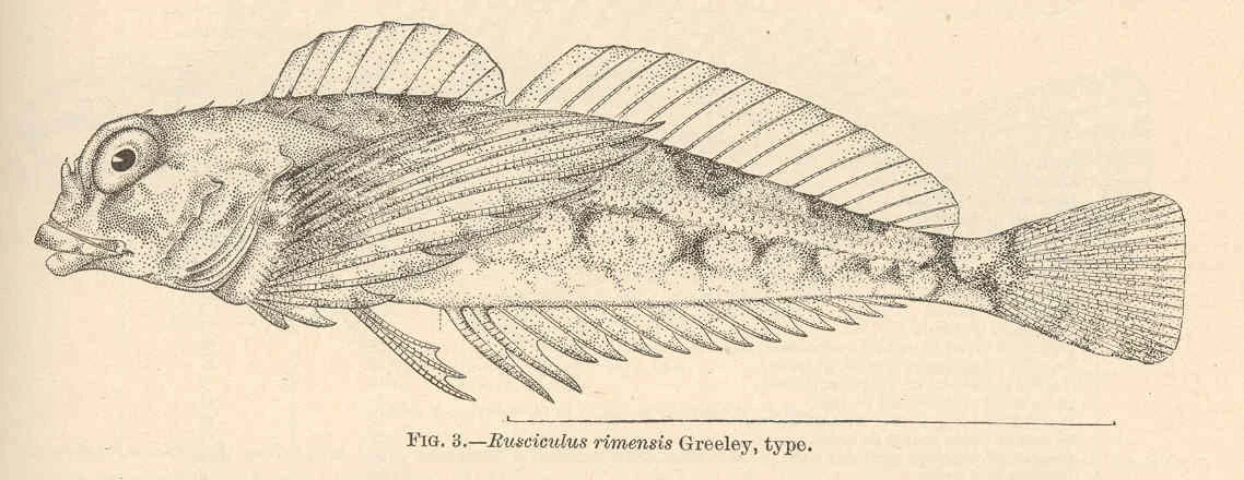 saddleback sculpin
