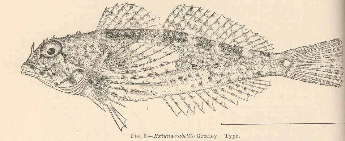 rosy sculpin
